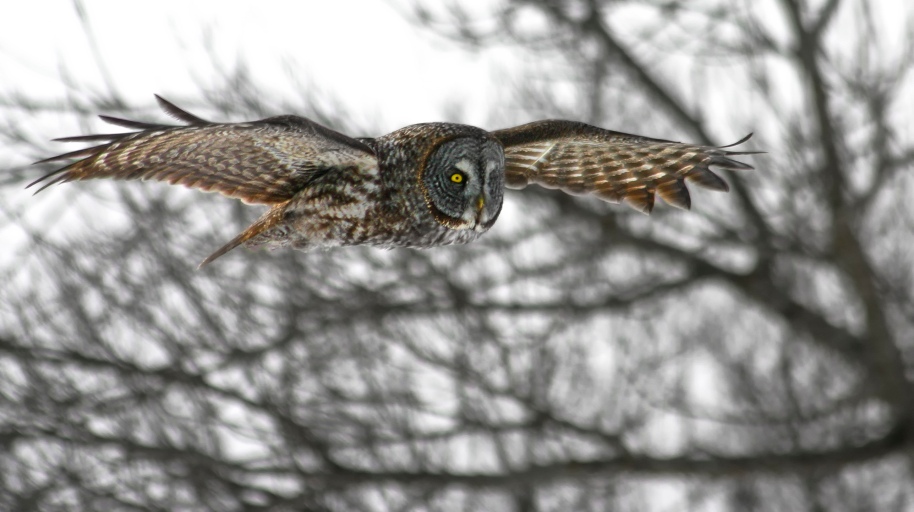 great gray owl flight