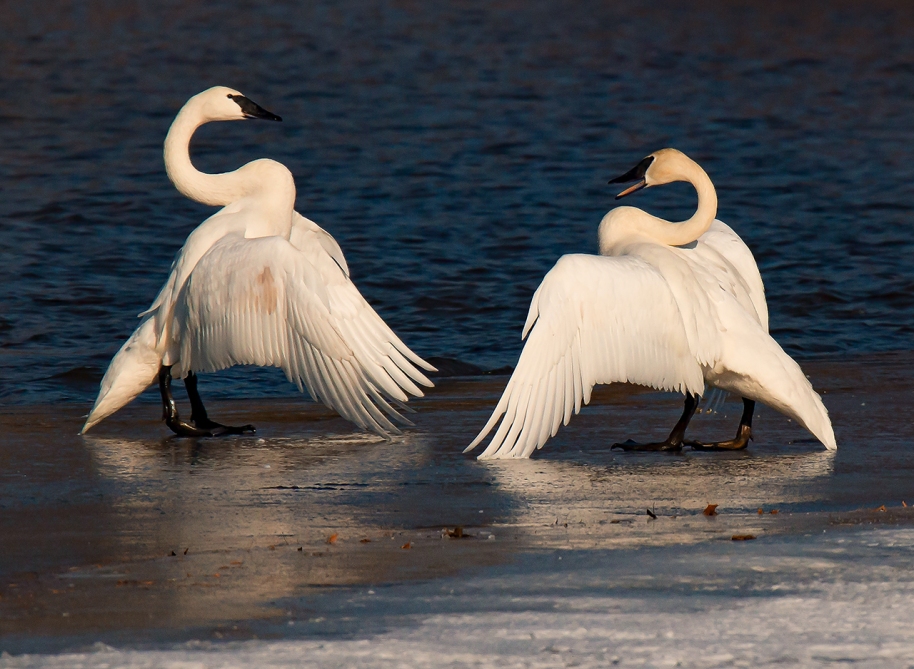 swans-on-the-ice